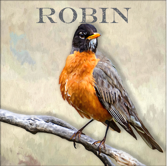 robin