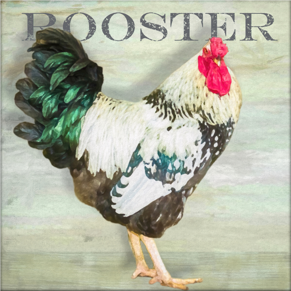 Rooster - Art by Denise Dundon