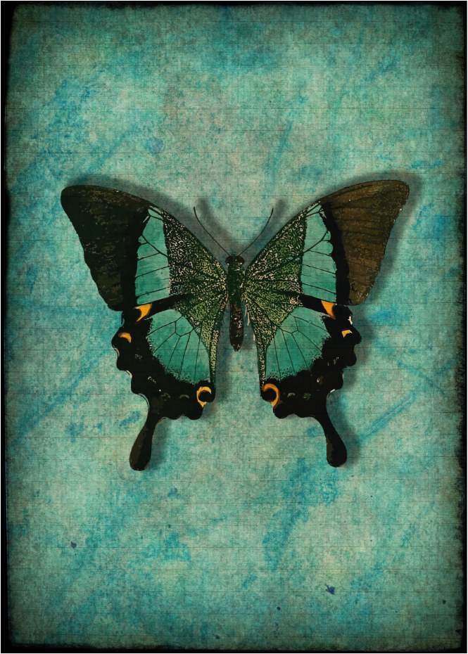 Vintage Butterfly - Art by Denise Dundon